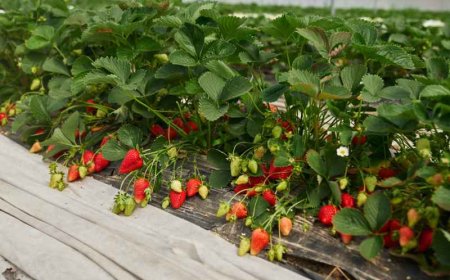 Importação de morango do Egito pressiona produtores e ameaça mercado no Sul de Minas